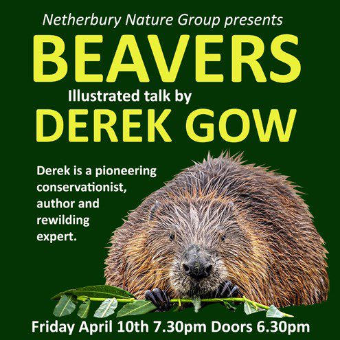 Netherbury Nature Group presents Beavers – Illustrated Talk by Derek Gow (Friday 10 April)