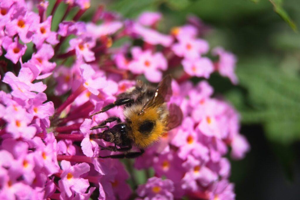 Flower and Bee