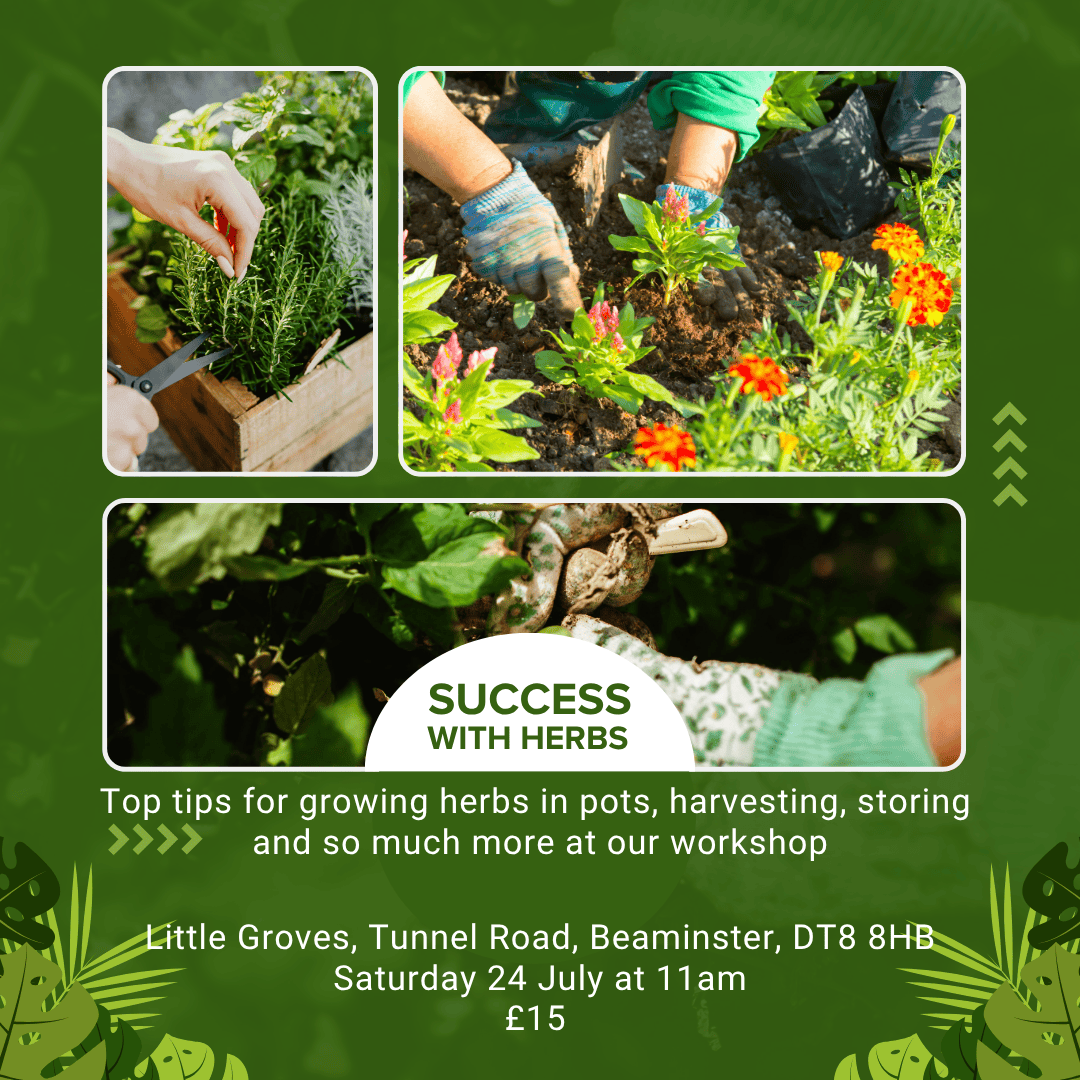 Herbs Workshop