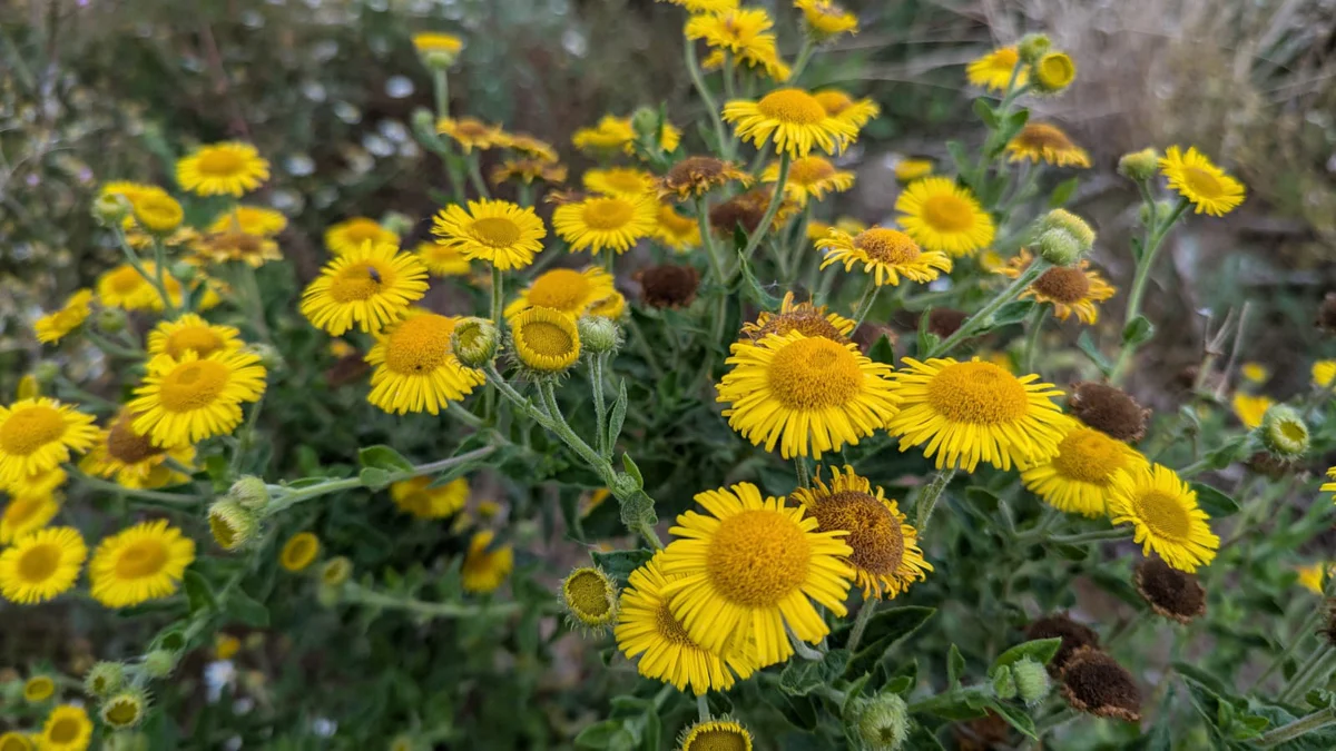 wildflower1