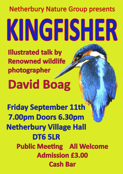 KINGFISHER POSTER WEB