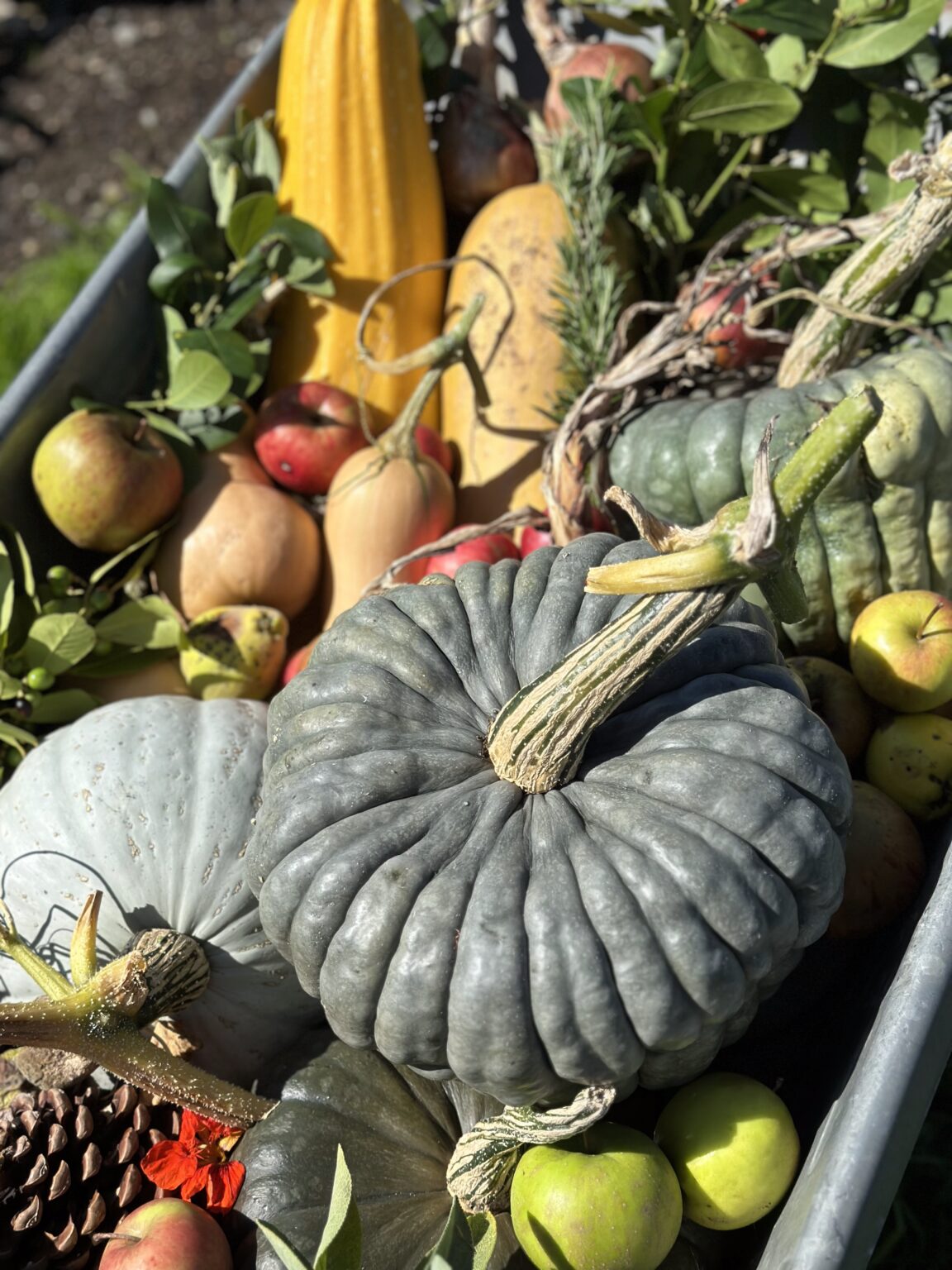 Pumpkin Trail