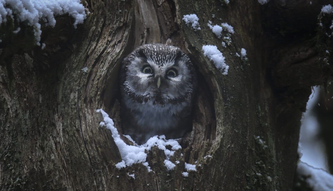 pff-preview-whispers-in-the-woods-u-95-mins-3-1090×625