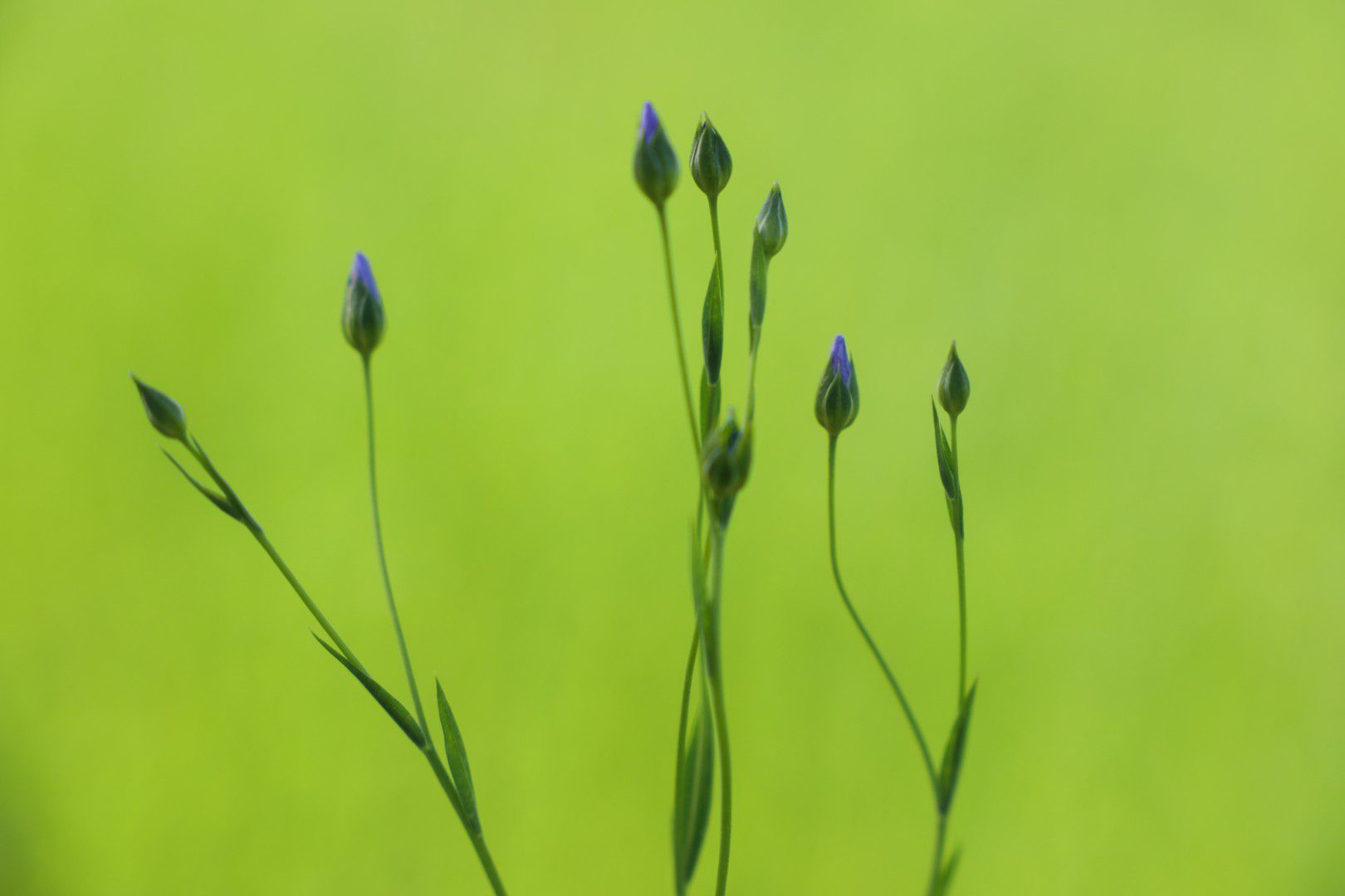 Flax