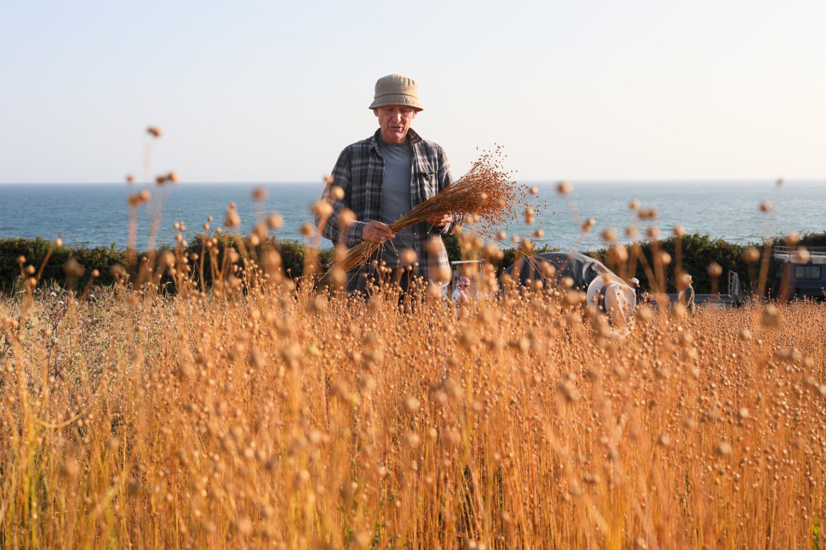 Hummingbirds-Photography-Flax-Harvest-2